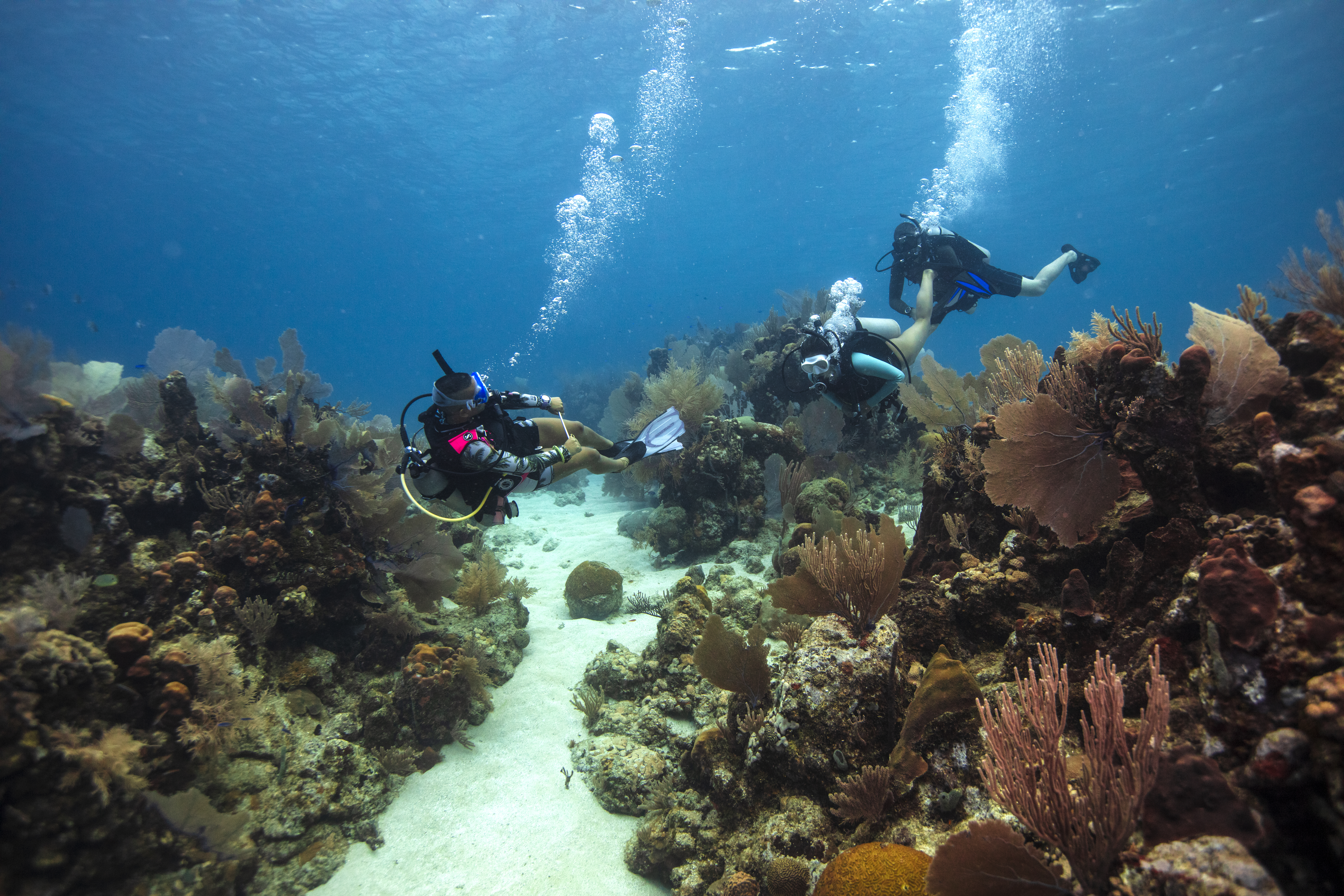 Two Divers Explore A Coral Reef