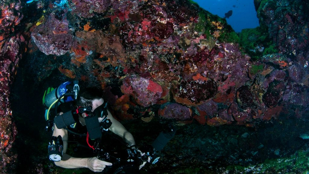 A diver above the coral dome at Molasses Reef, mid-afternoon